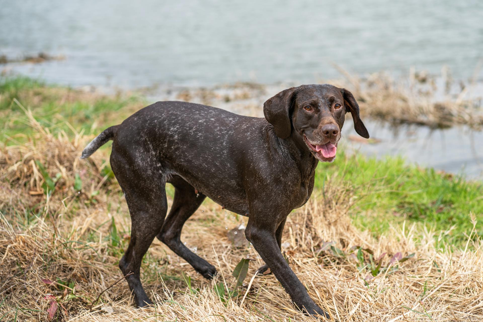 Vue rapprochée d'un pointer allemand à poils courts