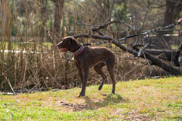 German Shorthaired Pointer Feeding Chart & Growth Guide