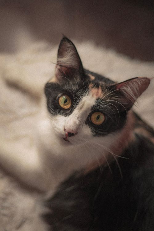 Free Captivating close-up of a calico cat with intense, curious eyes. Stock Photo