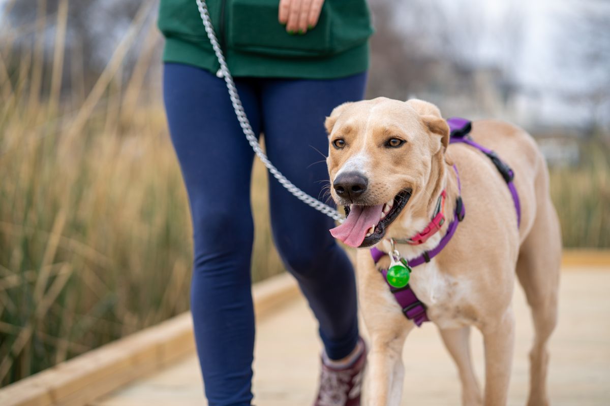 Chien qui tire en laisse : exercices efficaces - Exercice 1 : apprendre la valeur de la laisse détendue à la maison