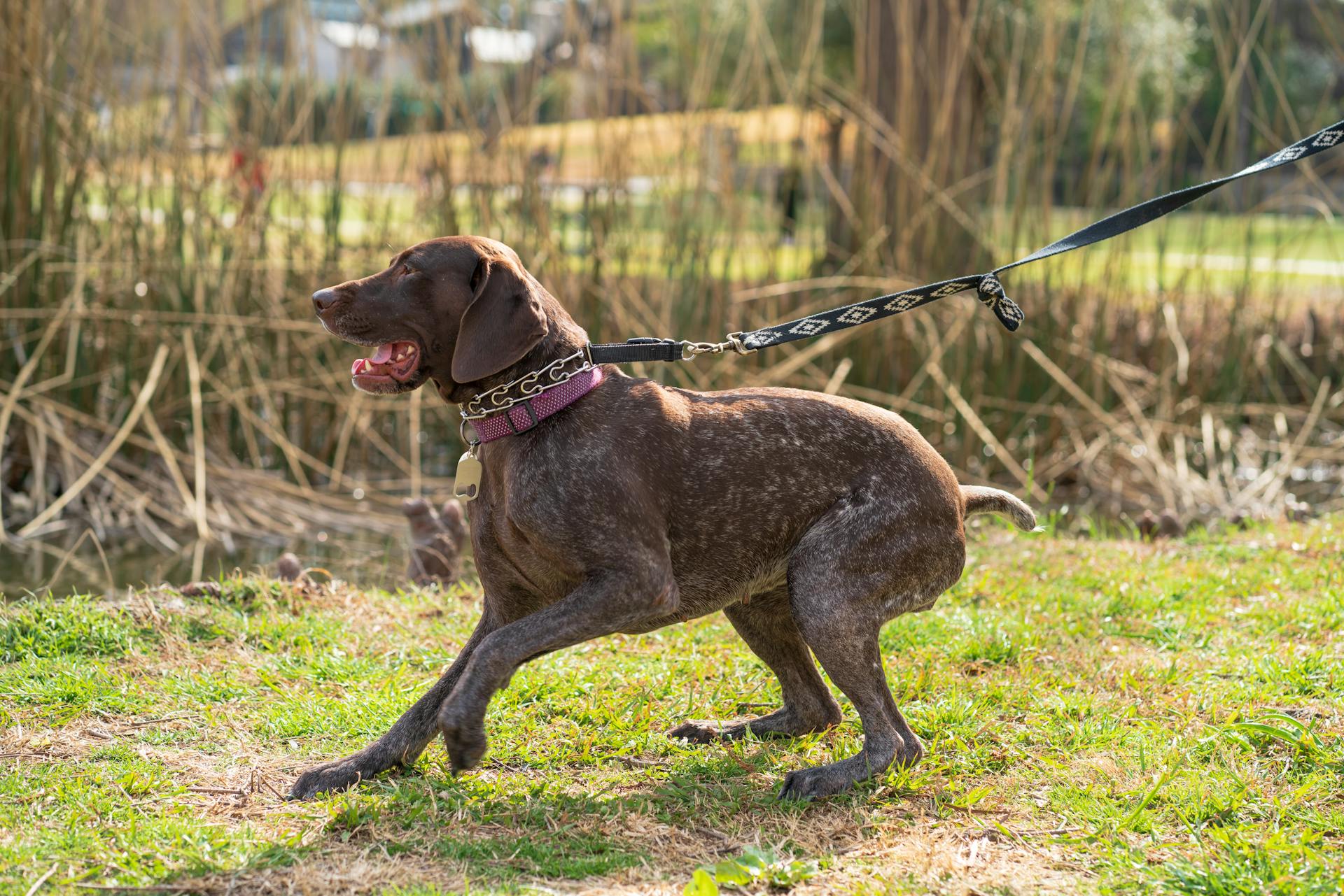 Un chien allemand à poils courts en laisse