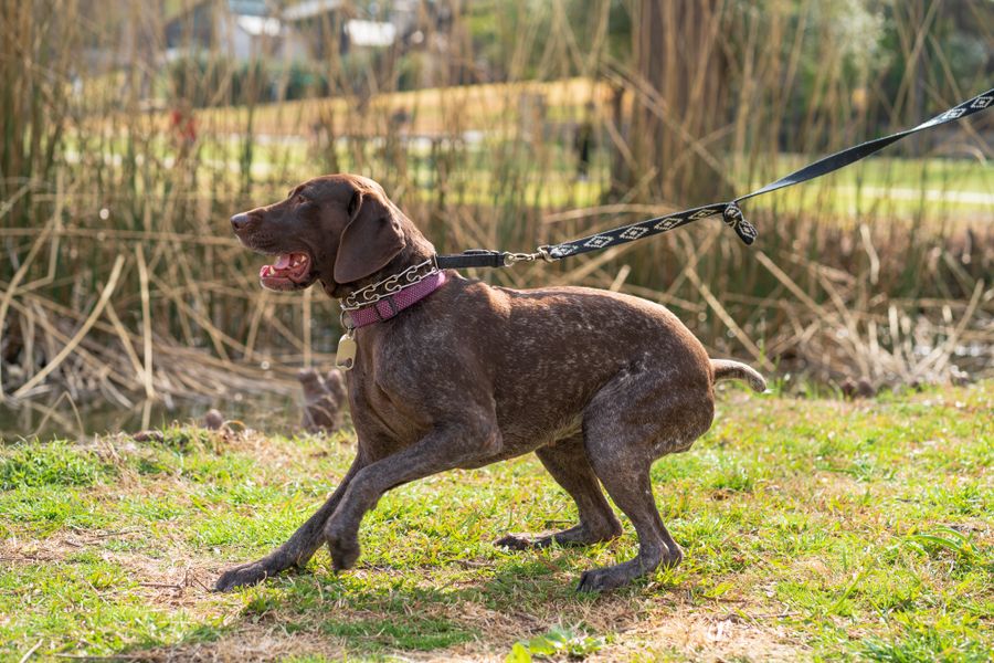 Representative concept image for Hands-Free Running Dog Leash