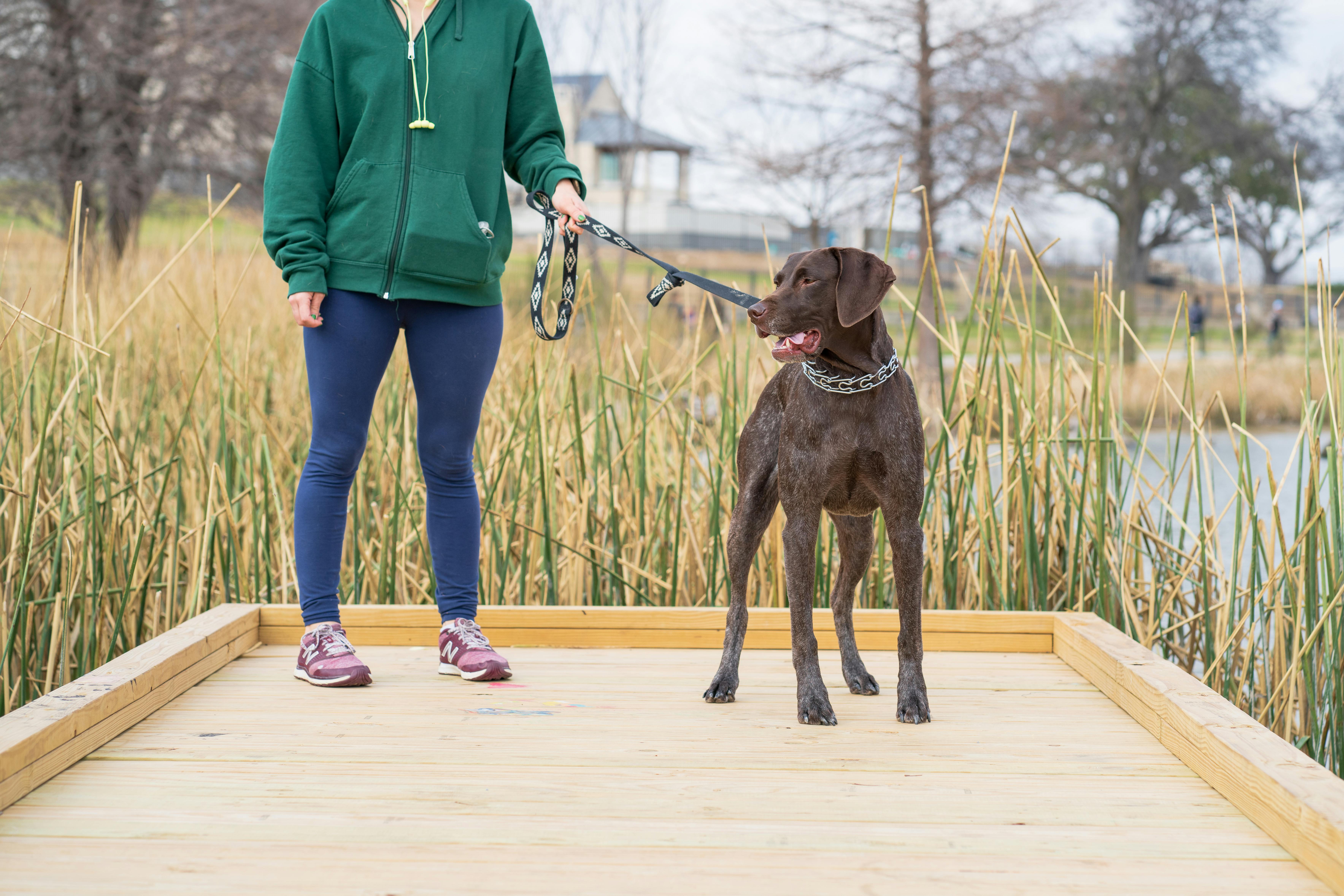 A woman in a green hoodie walking a German Shorthaired Pointer on a wooden pier by a lake.