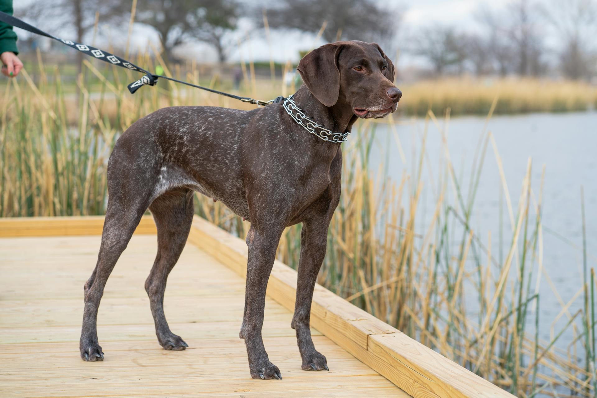 Photograph of a German Shorthaired Pointer on a Wooden Surface