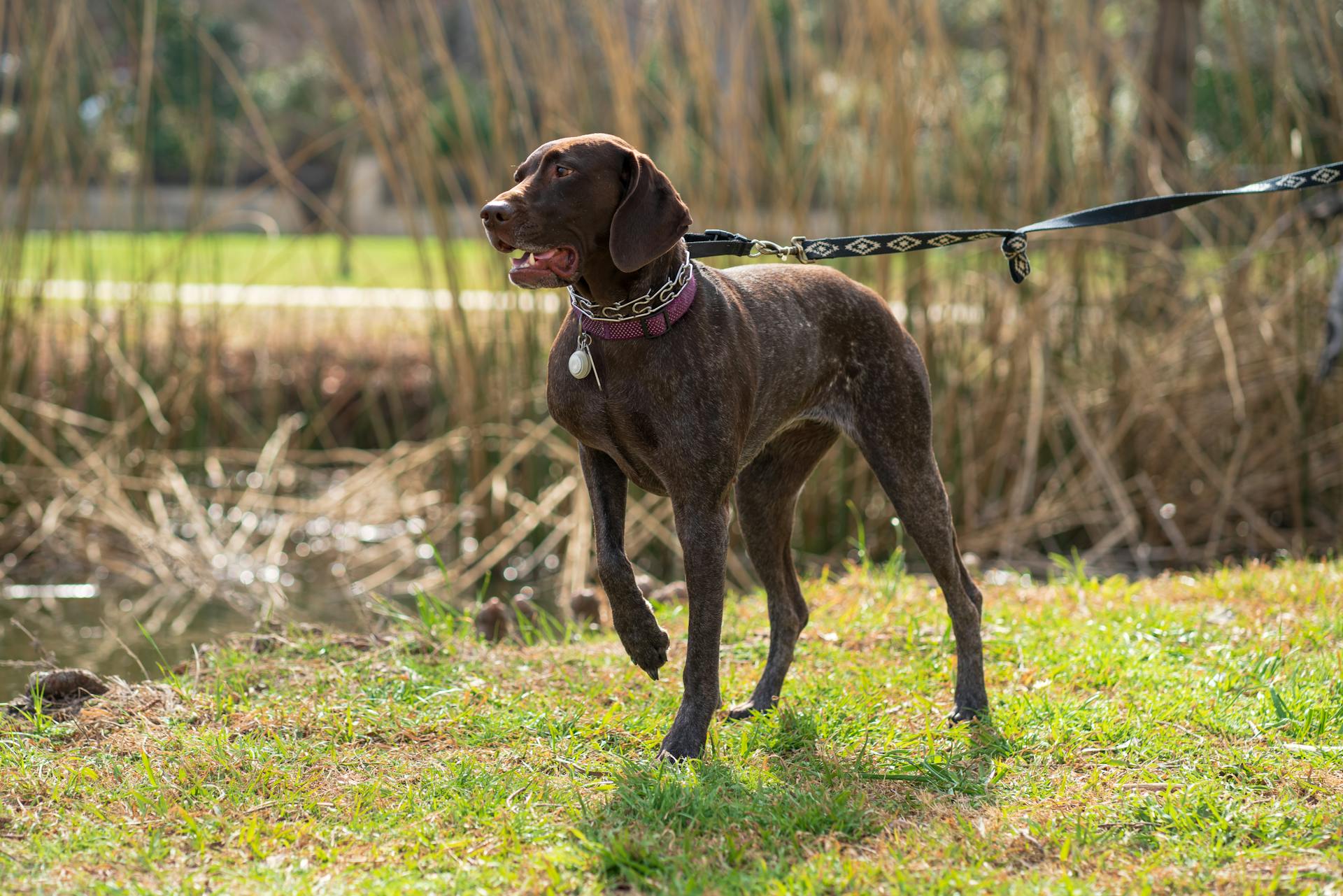 En tysk korthårig pekhund på gräset