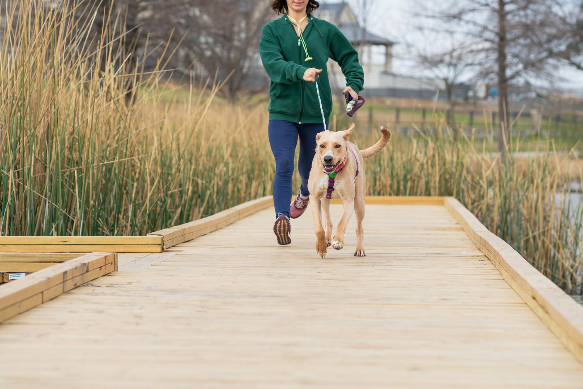 A Person and Brown Dog Running Together