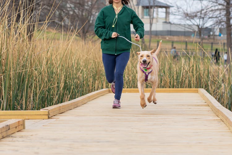 A Person And Brown Dog Running Together