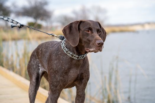 German Shorthaired Pointer Dog at lake