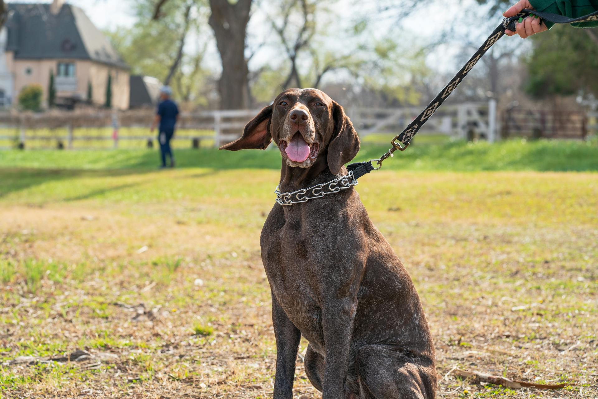 Photo of a Brown German Shorthaired Pointer