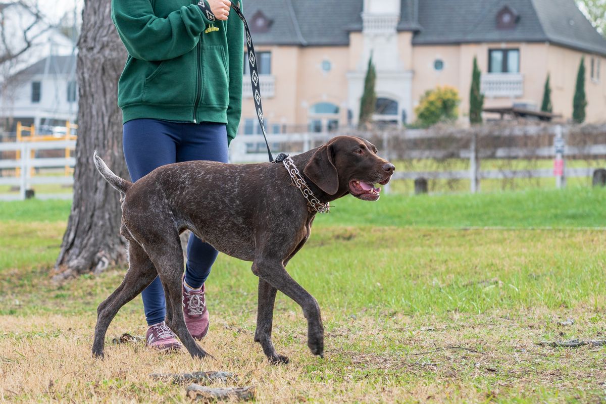Alert dog standing tall and reacting to something ahead
