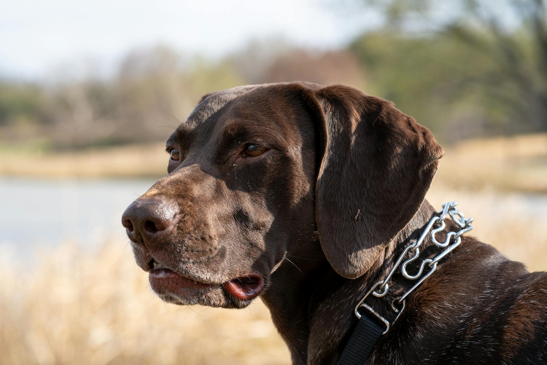 German Shorthaired Pointer