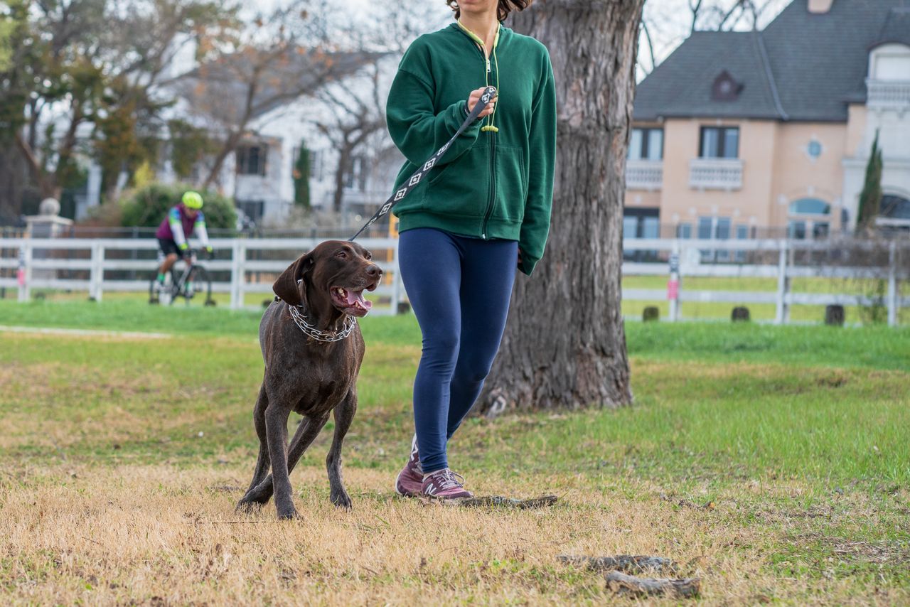 How to Walk a Dog Safely in an Unfamiliar Area During a Sit