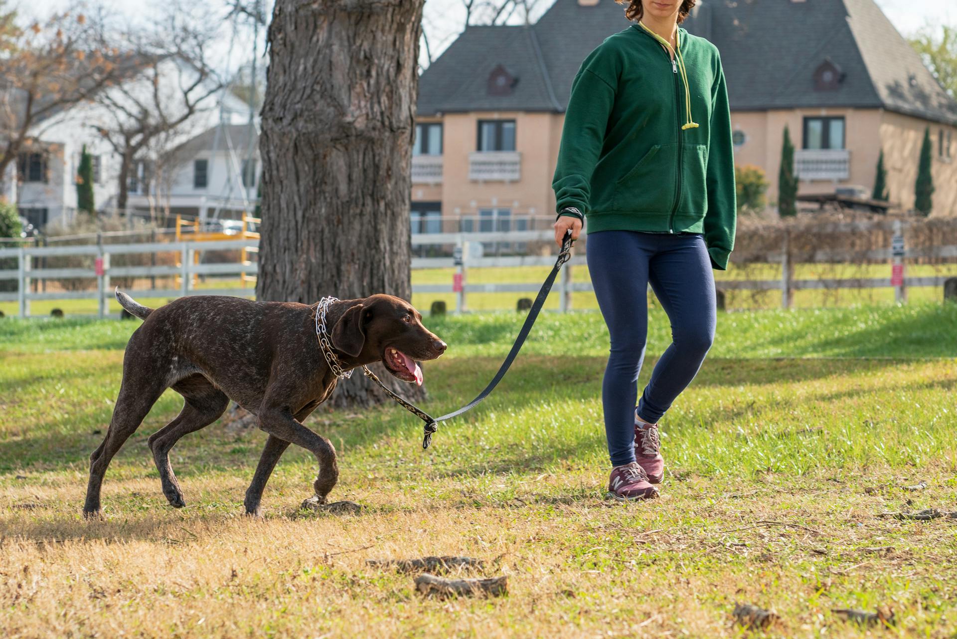 A Person Walking a Brown German Shorthaired Pointer