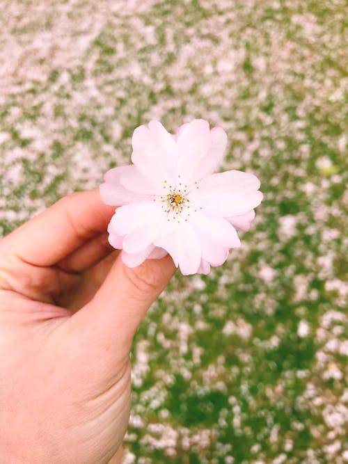 A Person's Hand Holding a Cherry Blossom Flower