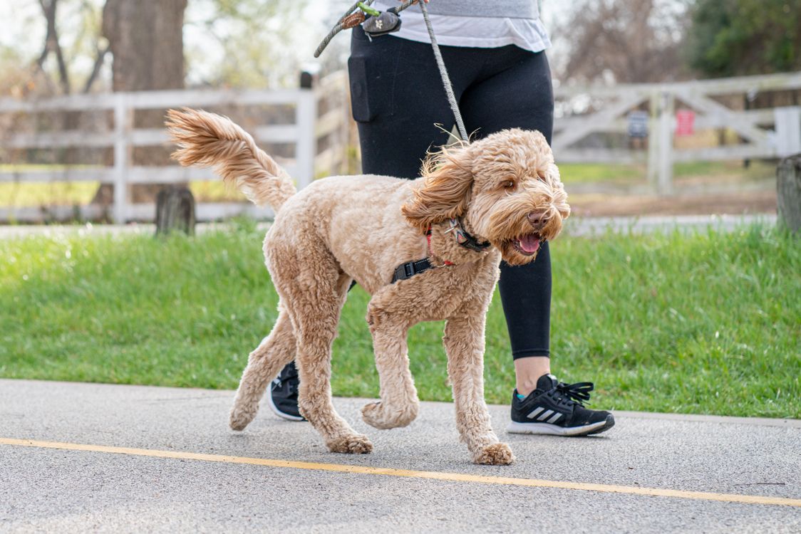 A dog on a lead enjoying an outdoor walk.
