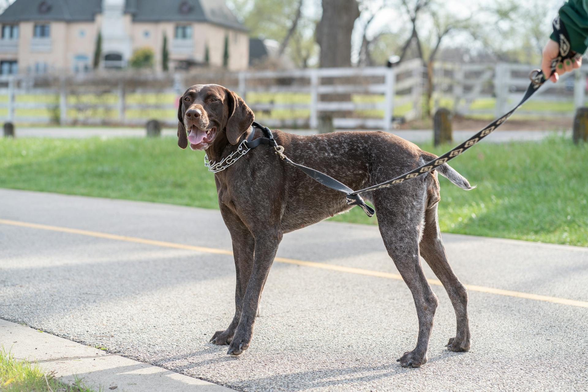 Een Duitse kortharige pointer met een hondenriem op een betonnen trottoir