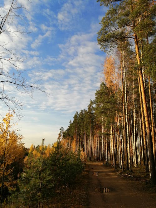 Kostenloses Stock Foto zu bäume, feldweg, herbst