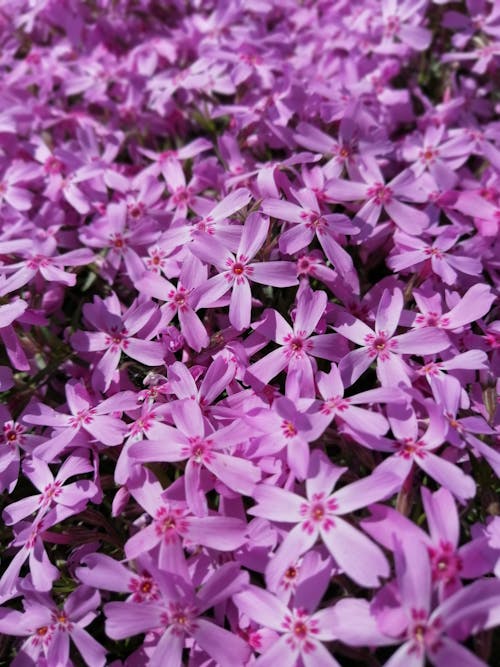 Close-Up Photograph of Purple Phlox Flowers