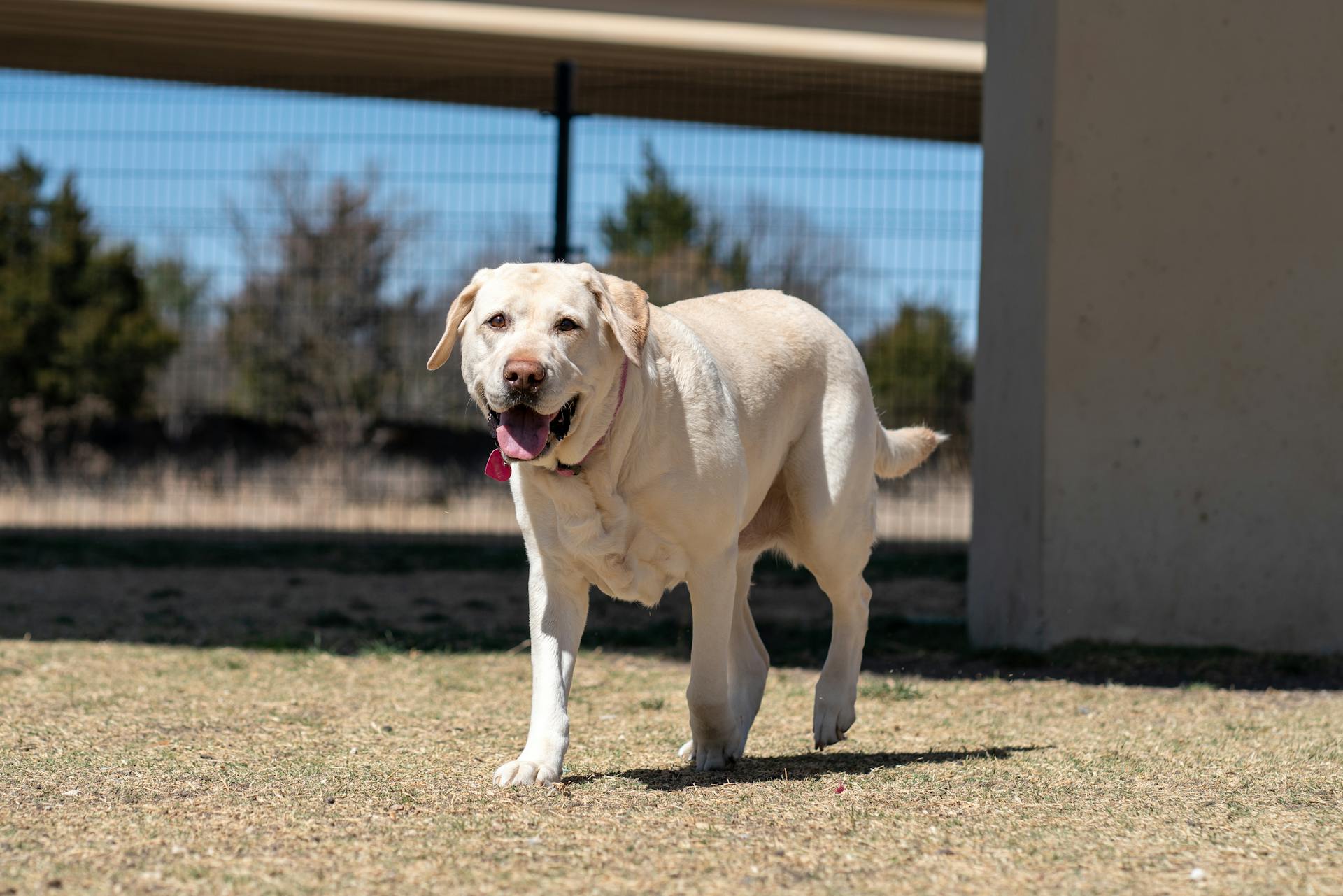 Photograph of a Labrador Retriever