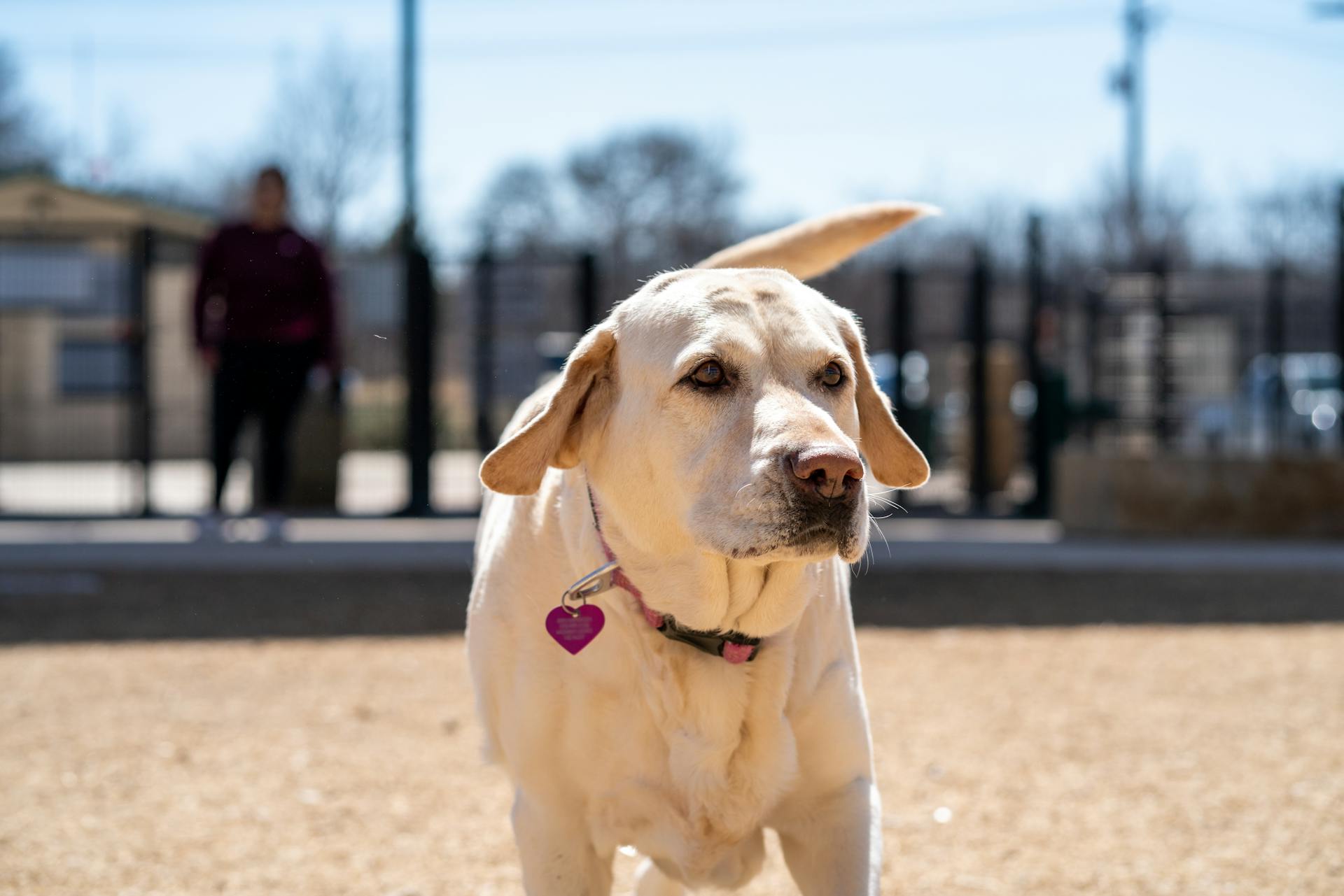 A Labrador Retriever Face