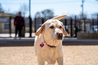 30 Beloved Cartoon Dogs List of Fictional Dogs in Animation