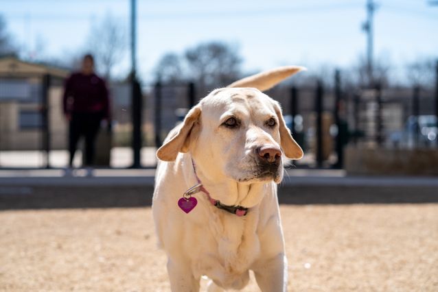 Understanding Animal Neglect: Consequences and How to Help