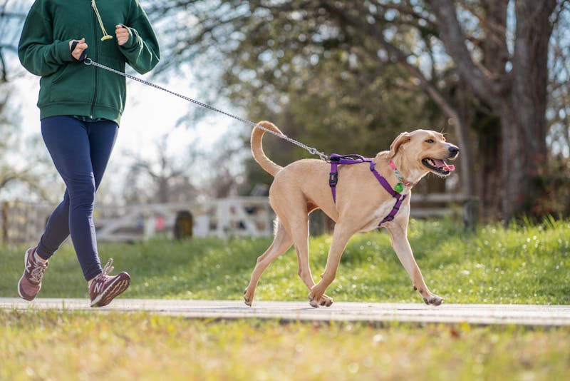 Person jogging with a Labrador on a harness