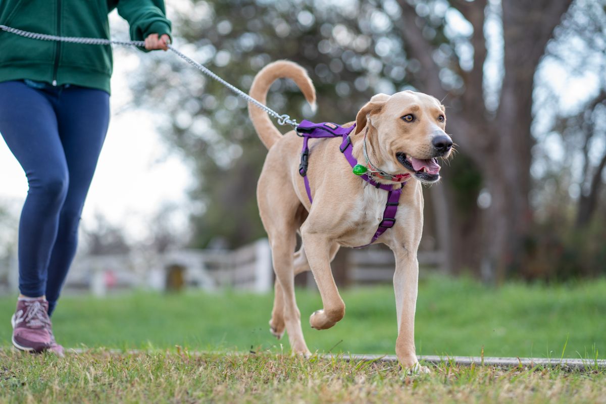 Hund mit Geschirr beim Spaziergang