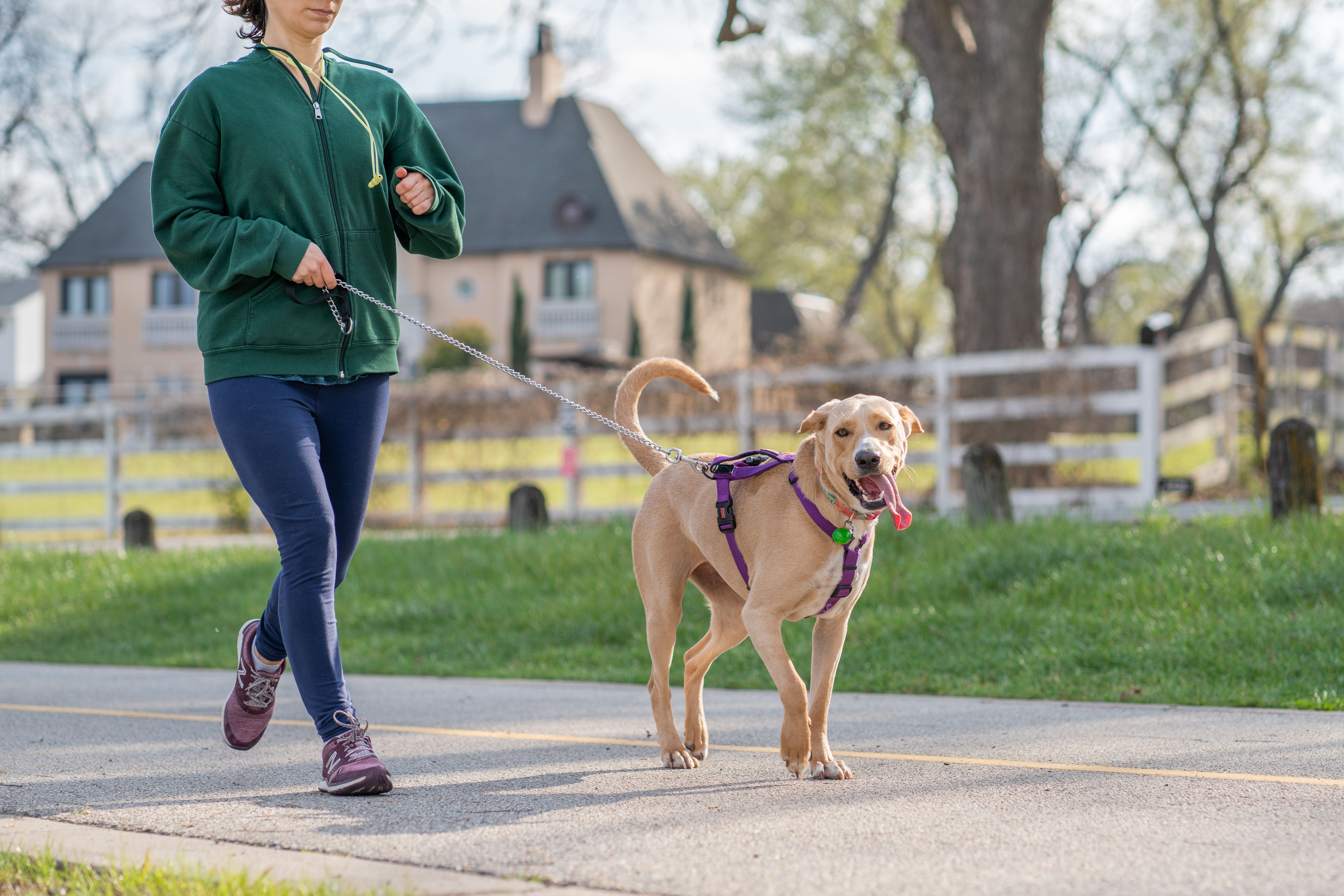 Dog Harness Fit by Size & Breed: Daily Walking Safety Guide