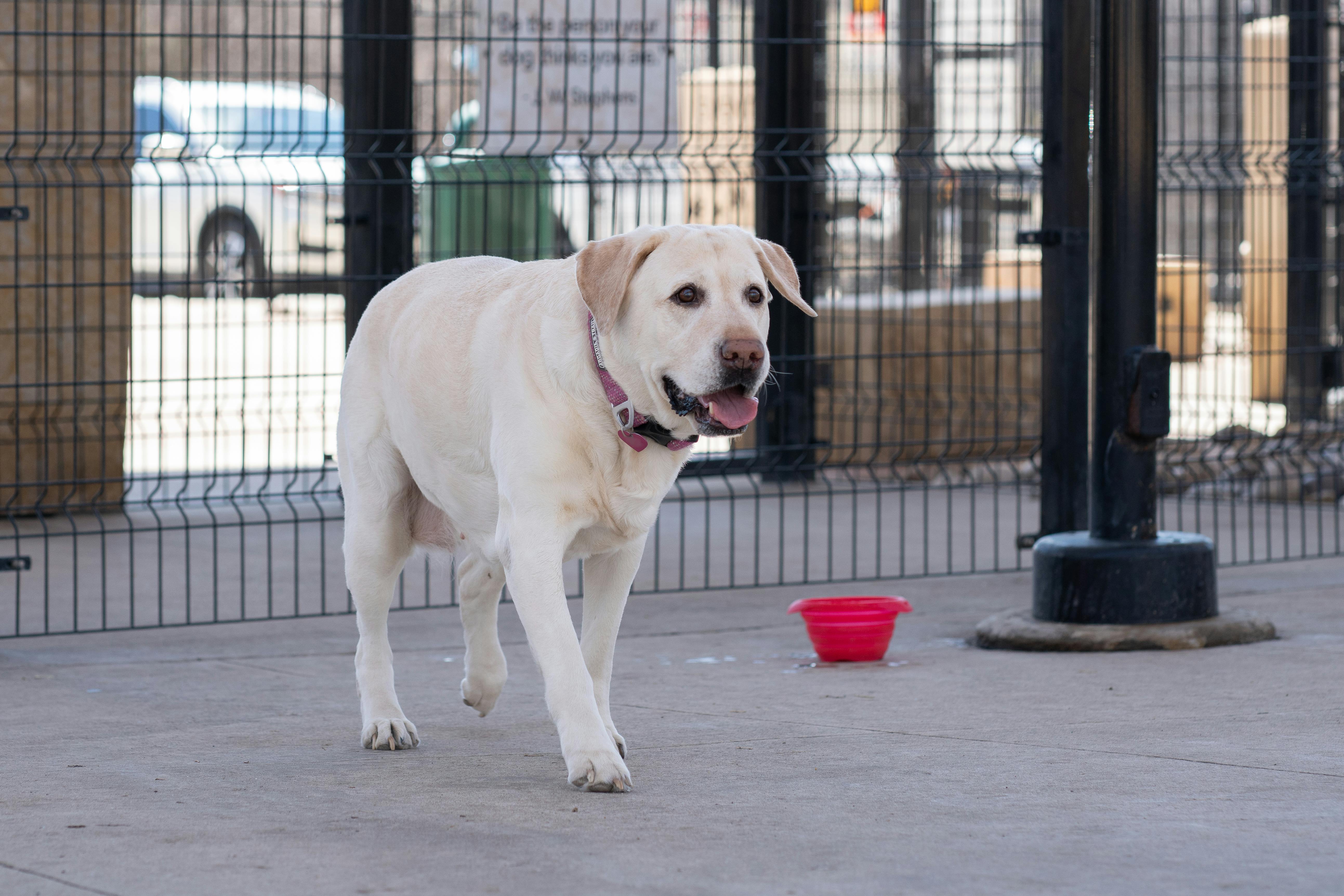 Big Dog Walking on Street · Free Stock Photo