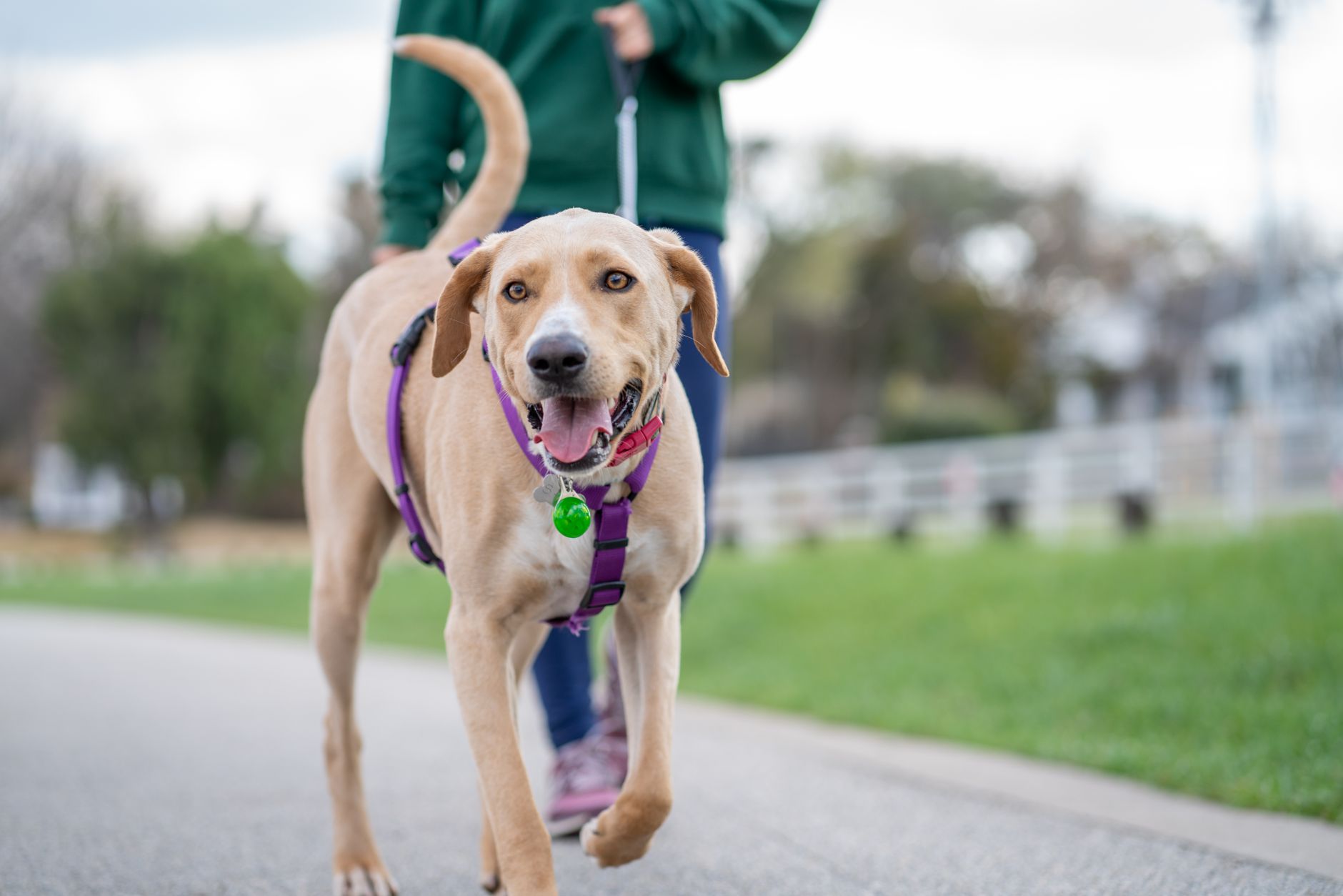 Person walking a Labrador retriever on a leash in a park