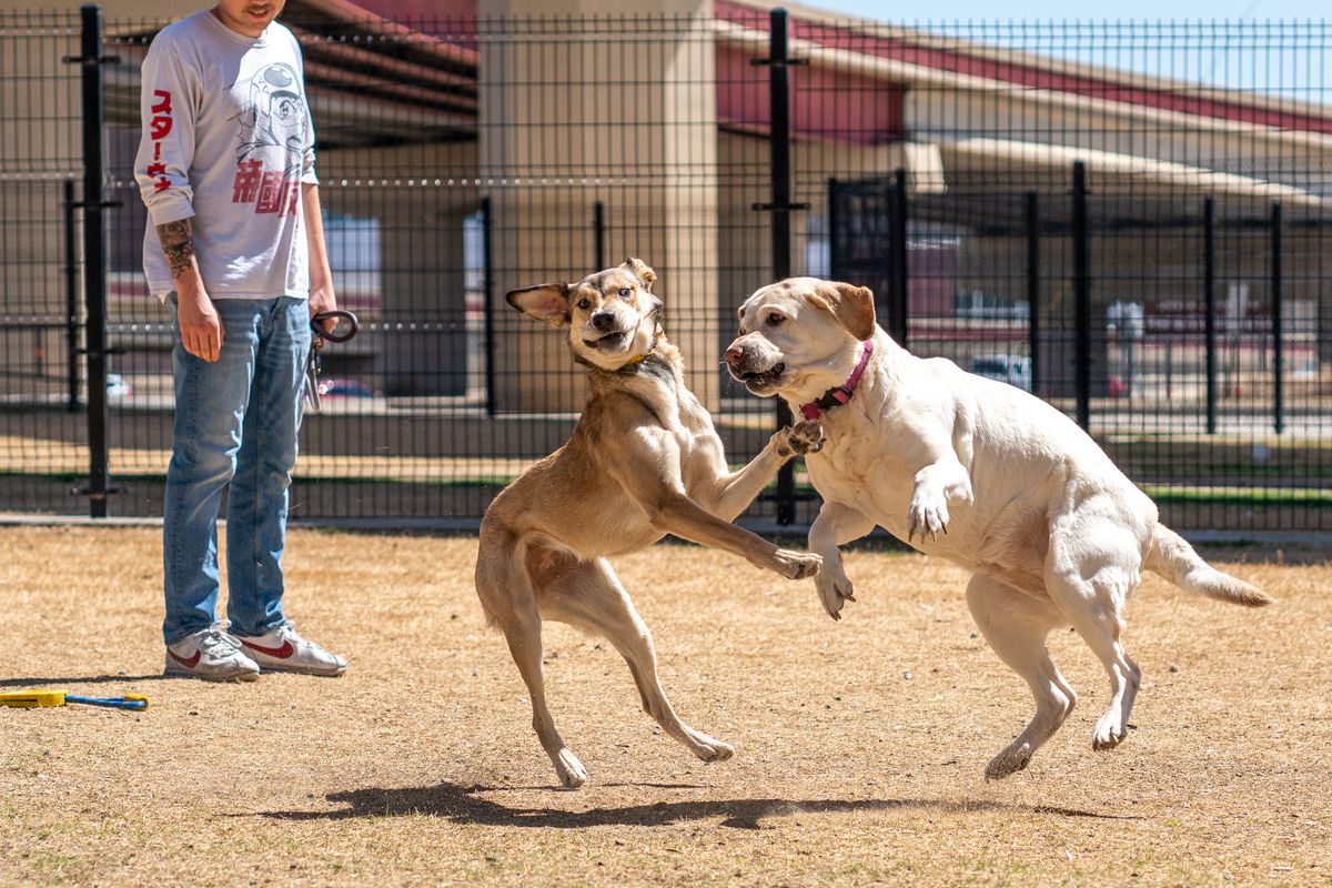 Keeping Your Dog Active