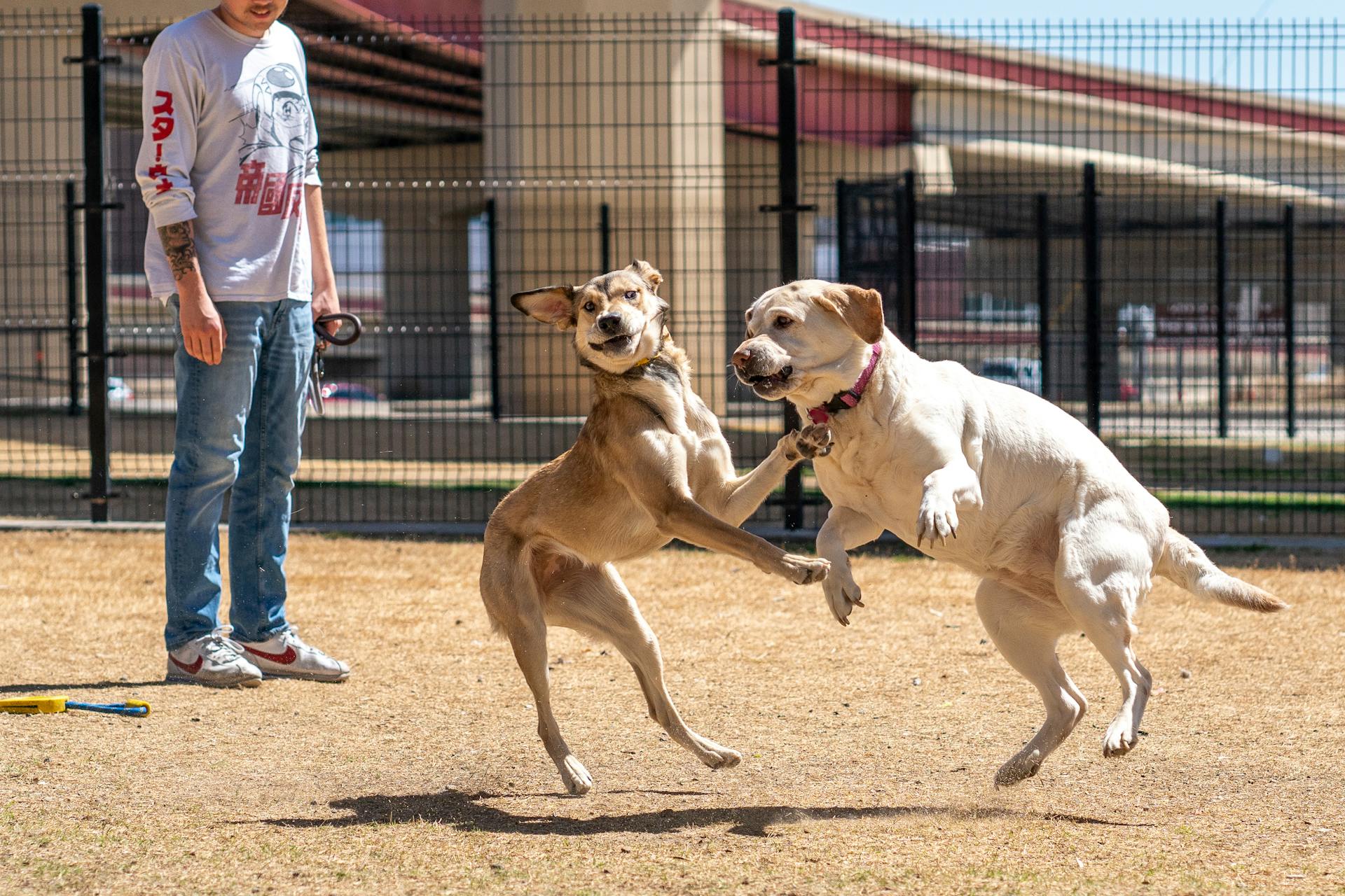 Dogs Playing Beside a Man