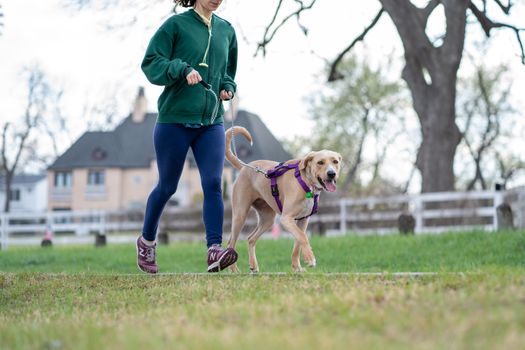 Yellow dog posed on leash by mansion