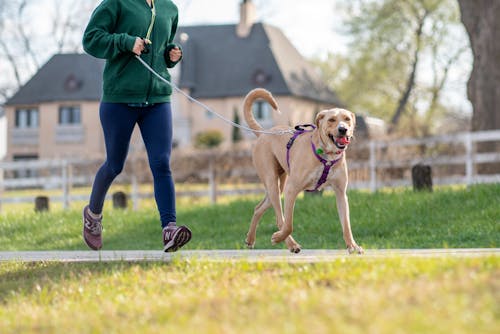 Immagine gratuita di adorabile, animale domestico, camminando