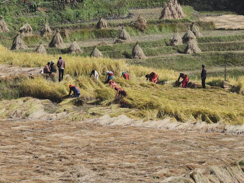 People Working with Hay in Field