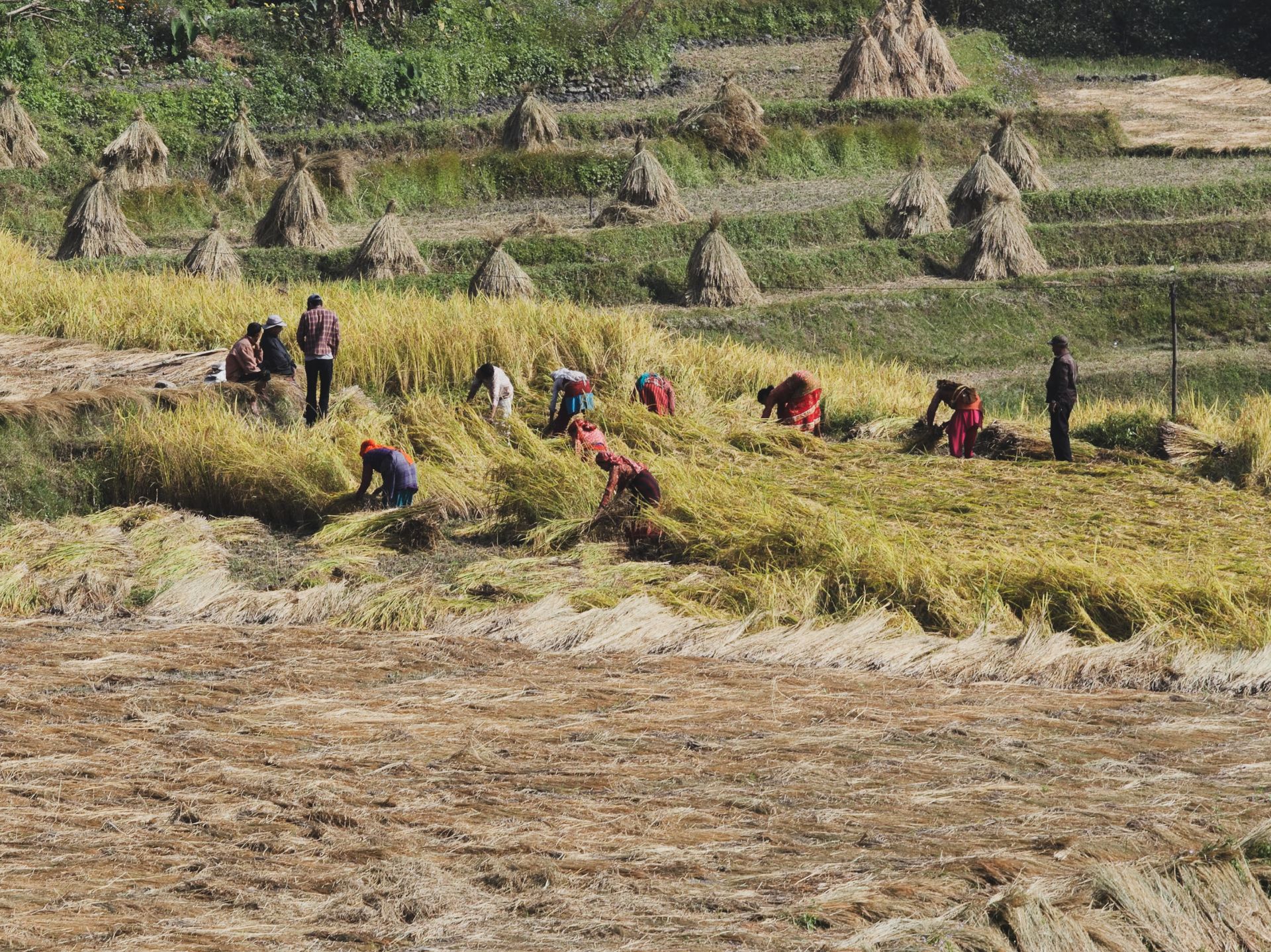 A group of farmers manually harvest rice in picturesque terraced fields on a sunny day.