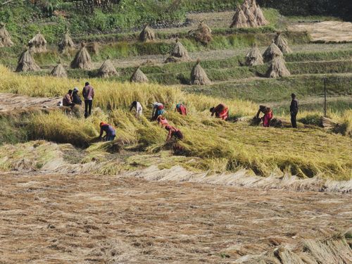 Free A group of farmers manually harvest rice in picturesque terraced fields on a sunny day. Stock Photo