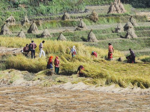 Free Farmers in vibrant attire harvest ripe rice in sunlit terraced fields. Stock Photo