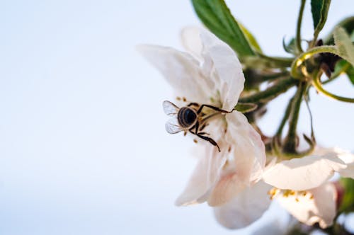 Gratuit Photos gratuites de abeille, fleur blanche, insecte Photos