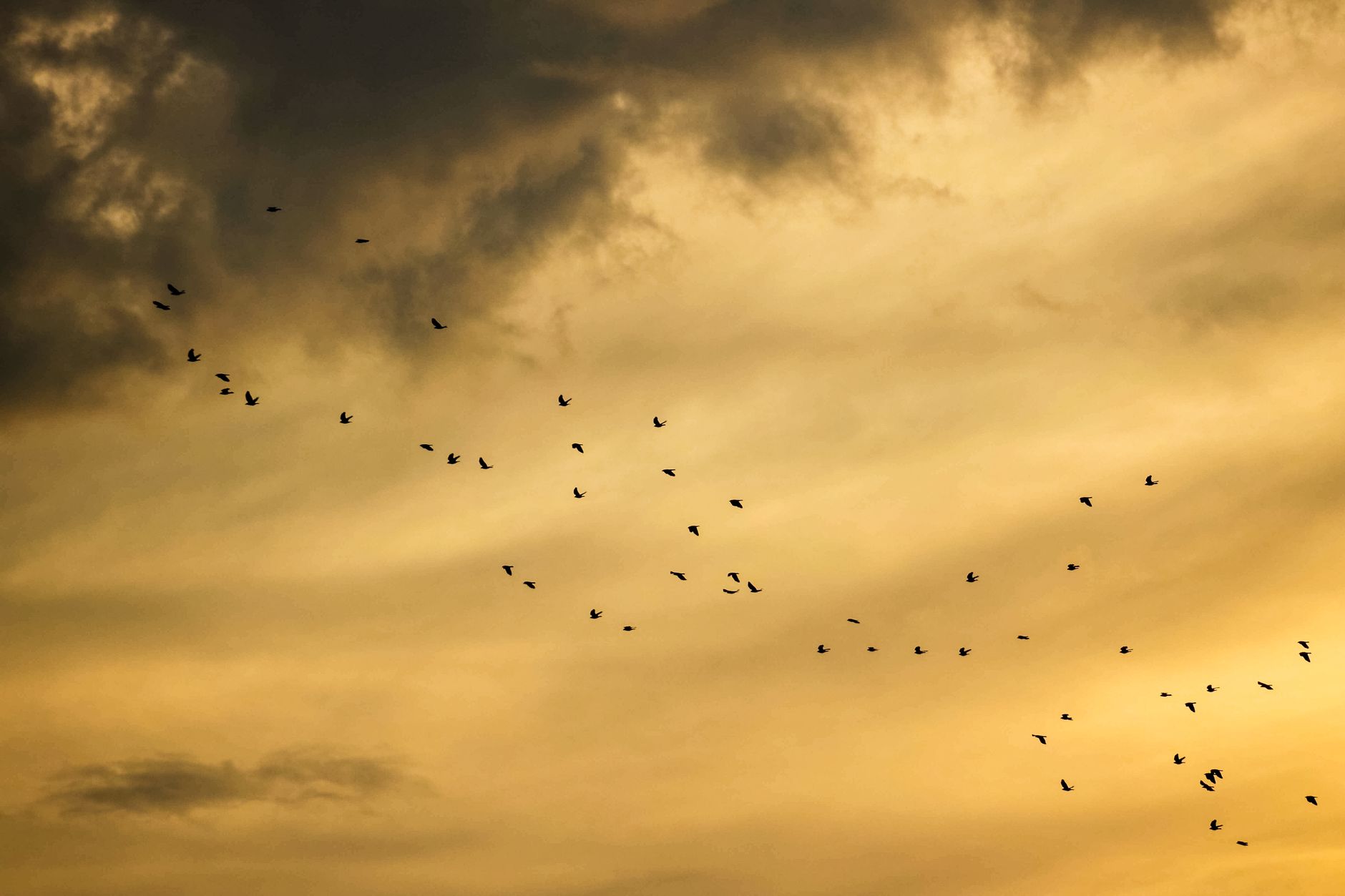 Silhouetted birds flying during a golden sunset with dramatic clouds.