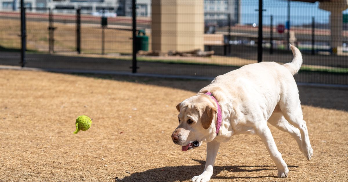 Understanding Pet Behavior: Tips for Better Communication
