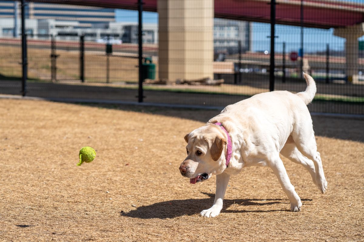 Dog exploring a playful outdoor space with a ball
