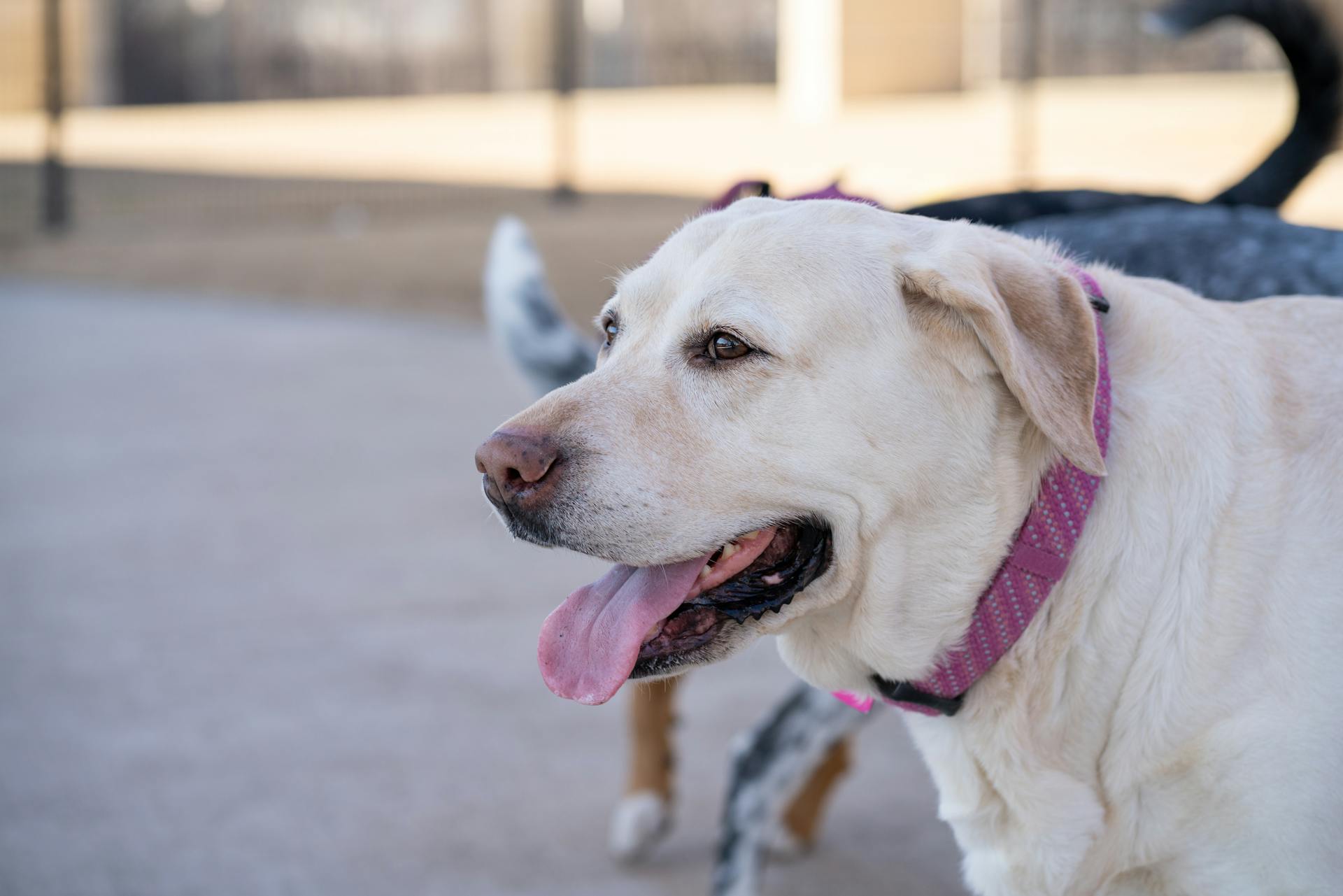 White Labrador Retriever in Close-up Photography