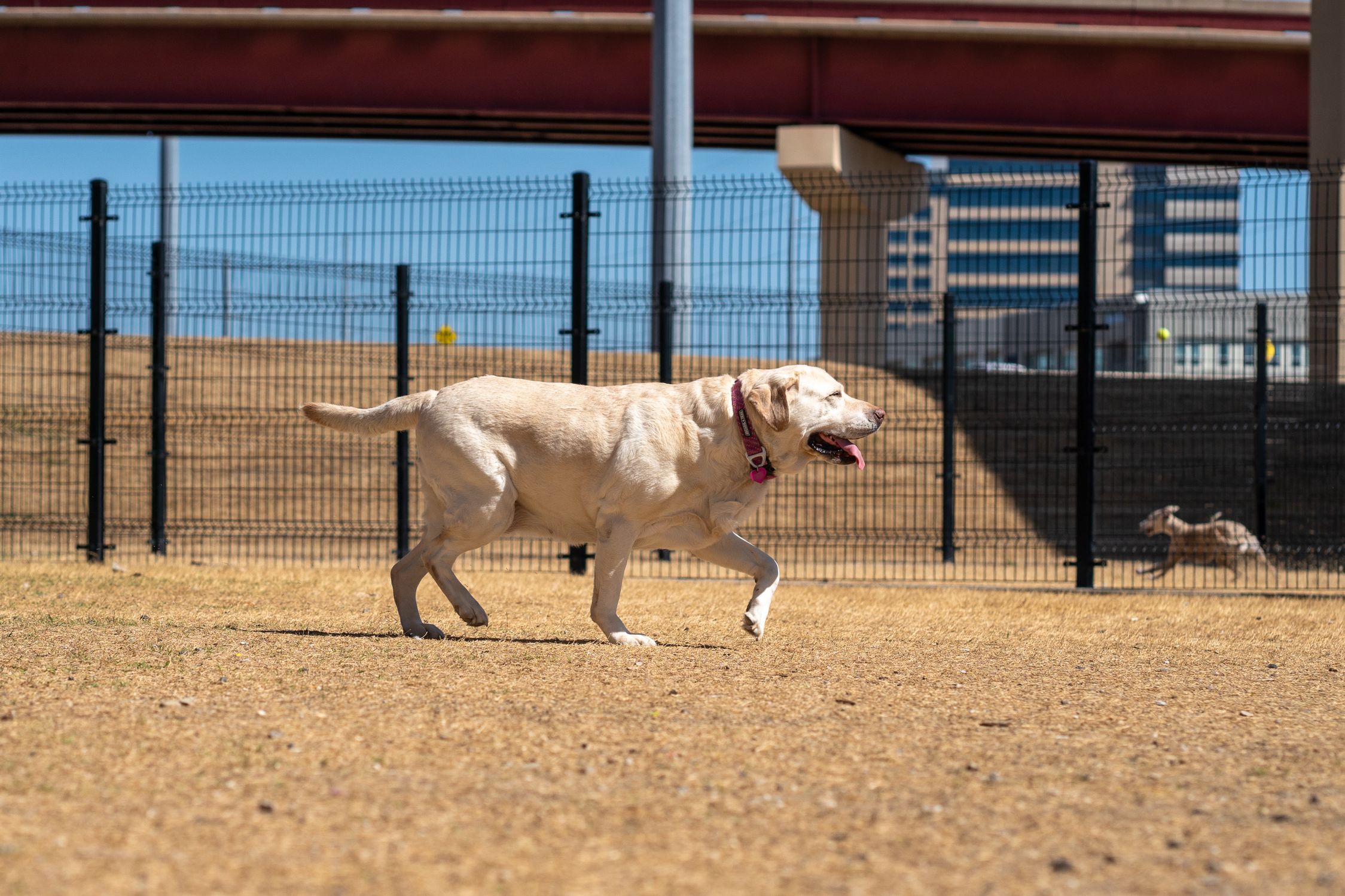 Happy Labrador Retriever running freely in an outdoor park on a sunny day.