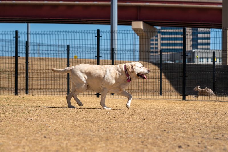 Happy Labrador running outdoors on a sunny day