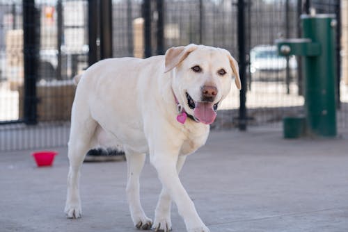 Free Photo of a Labrador Retriever Dog Stock Photo