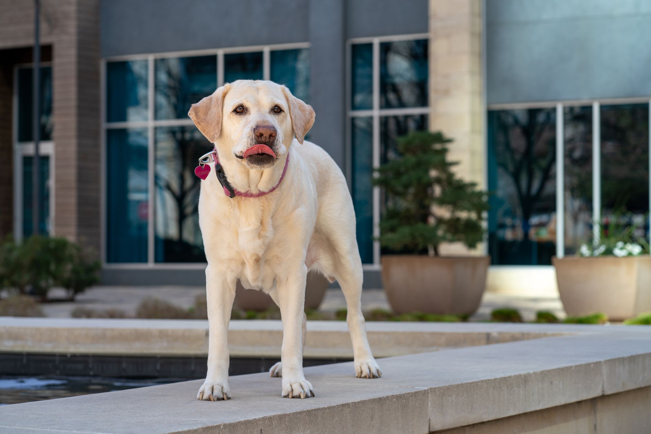 A friendly yellow Labrador retriever stands on a pavement outdoors, licking its lips.