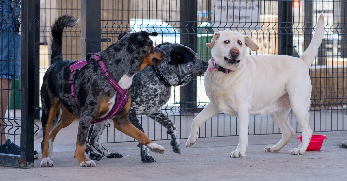 The Ultimate Budget-Friendly Guide to Puppy Socialization