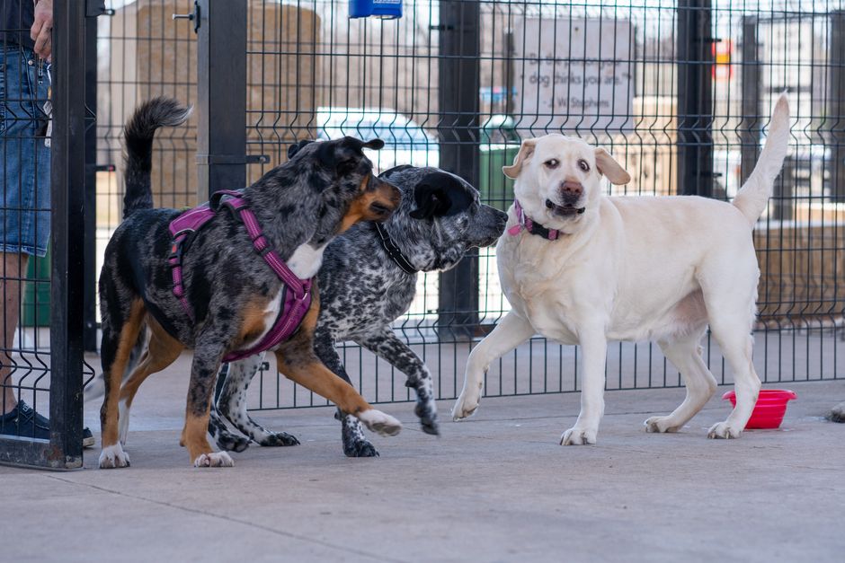an urban dog park on a luxury apartment terrace with modern fencing and greenery - high rise living an urban dog park on a luxury apartment terrace with modern fencing and greenery - high rise living
